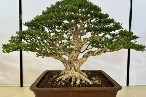 Piękny, starannie uformowany bonsai z grubym pniem i gęstą koroną. Idealny przykład, kiedy przycinać bonsai, by zachować jego formę.