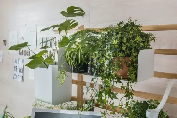Rośliny na półce, w tym bluszcz, potrzebują odpowiedniej ziemi. Monstera i paproć też tu rosną.